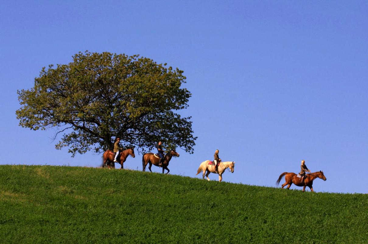 collina cavalli photo by Dall'Acquila Fabrizio