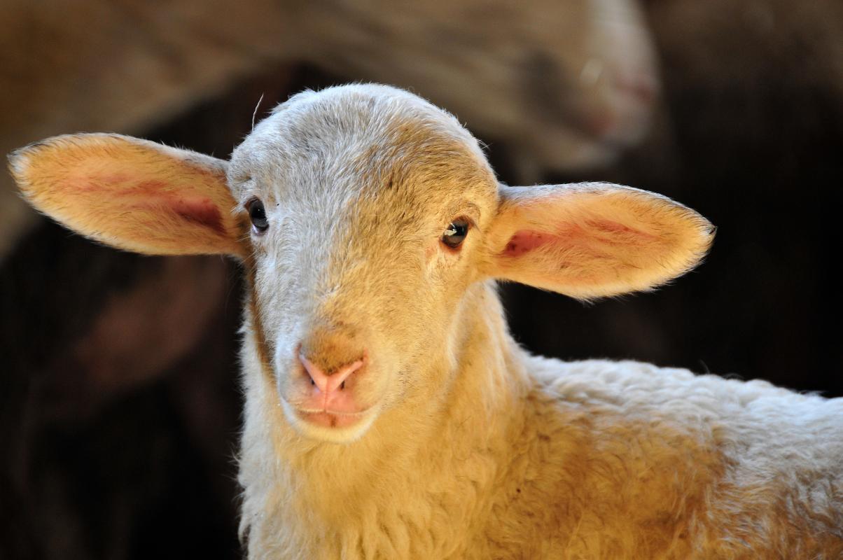 agnello foto di Dall'Acquila Fabrizio