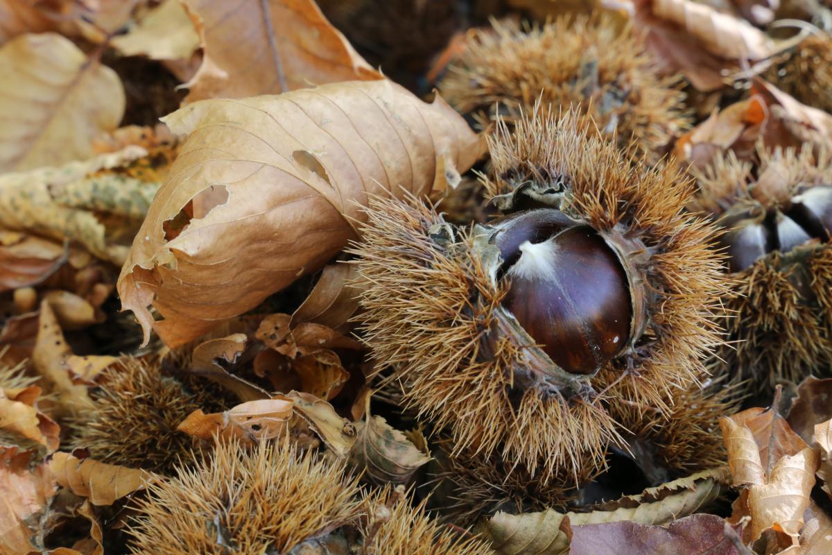 Autunno foto di Fabrizio Dell'Acquila