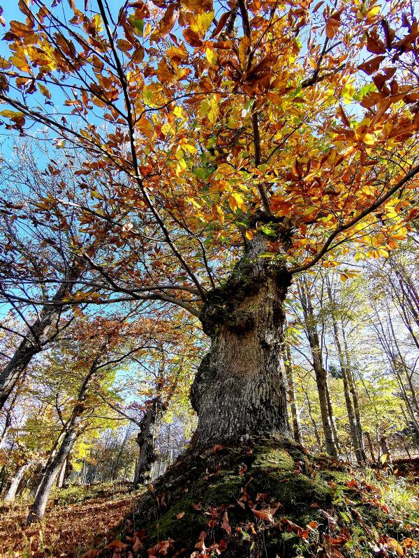 Autunno foto di Fabrizio Dell'Acquila