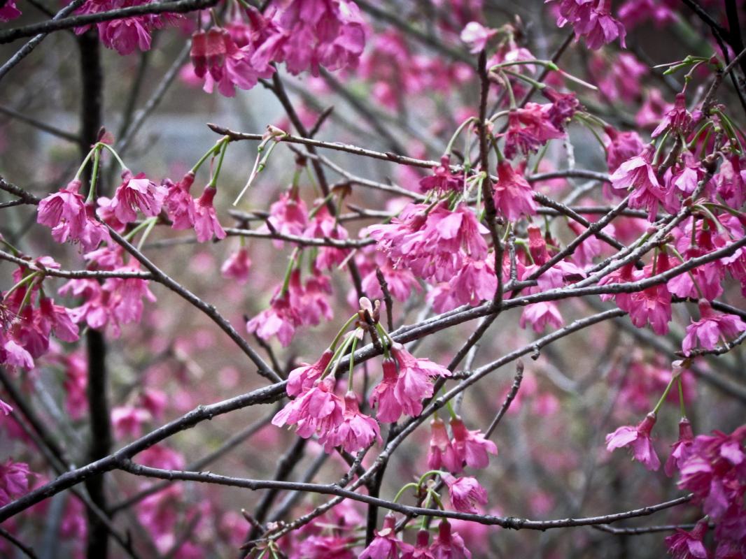 flower tree spring nature life photo by Royalty Free Database