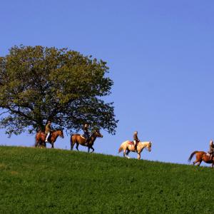 collina cavalli